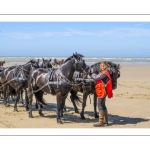 Marathon d'attelages à Berck-sur-mer