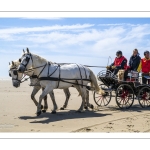 Marathon d'attelages à Berck-sur-mer