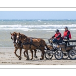 Marathon d'attelages à Berck-sur-mer