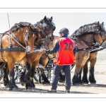 Marathon d'attelages à Berck-sur-mer