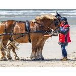 Marathon d'attelages à Berck-sur-mer