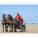 Marathon d'attelages à Berck-sur-mer