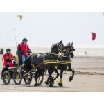 Marathon d'attelages à Berck-sur-mer