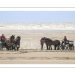 Marathon d'attelages à Berck-sur-mer