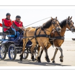 Marathon d'attelages à Berck-sur-mer