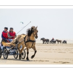 Marathon d'attelages à Berck-sur-mer