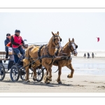 Marathon d'attelages à Berck-sur-mer