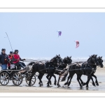 Marathon d'attelages à Berck-sur-mer