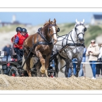 Marathon d'attelages à Berck-sur-mer