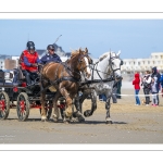 Marathon d'attelages à Berck-sur-mer