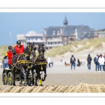 Marathon d'attelages à Berck-sur-mer