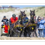 Marathon d'attelages à Berck-sur-mer