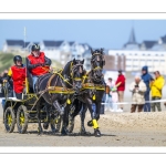 Marathon d'attelages à Berck-sur-mer