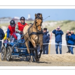 Marathon d'attelages à Berck-sur-mer