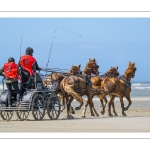Marathon d'attelages à Berck-sur-mer