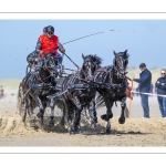 Marathon d'attelages à Berck-sur-mer