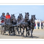 Marathon d'attelages à Berck-sur-mer