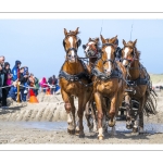 Marathon d'attelages à Berck-sur-mer