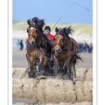 Marathon d'attelages à Berck-sur-mer