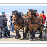 Marathon d'attelages à Berck-sur-mer