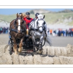 Marathon d'attelages à Berck-sur-mer
