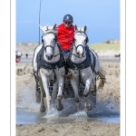 Marathon d'attelages à Berck-sur-mer