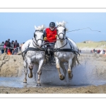 Marathon d'attelages à Berck-sur-mer