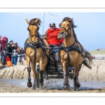 Marathon d'attelages à Berck-sur-mer