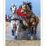 Marathon d'attelages à Berck-sur-mer