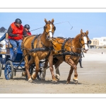 Marathon d'attelages à Berck-sur-mer