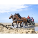 Marathon d'attelages à Berck-sur-mer