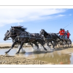 Marathon d'attelages à Berck-sur-mer