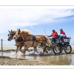Marathon d'attelages à Berck-sur-mer