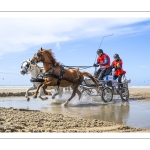 Marathon d'attelages à Berck-sur-mer
