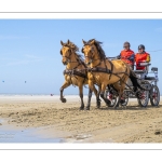 Marathon d'attelages à Berck-sur-mer