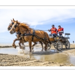 Marathon d'attelages à Berck-sur-mer