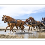 Marathon d'attelages à Berck-sur-mer