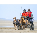 Marathon d'attelages à Berck-sur-mer