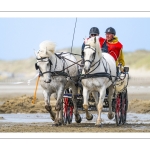 Marathon d'attelages à Berck-sur-mer