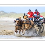Marathon d'attelages à Berck-sur-mer