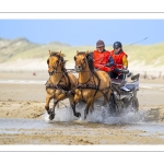 Marathon d'attelages à Berck-sur-mer