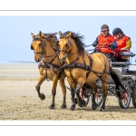 Marathon d'attelages à Berck-sur-mer