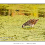 Marouette ponctuÃ©e (Porzana porzana - Spotted Crake) - Rare et difficile Ã  observer, la marouette ponctuÃ©e est ici observÃ©e Ã  dÃ©couvert, alors que cet oiseau trÃ¨s farouche se rÃ©fugie habituellement dans les roseaux Ã  la moindre alerte. Saison : Ã©tÃ© - Lieu : Marais du Crotoy, Le Crotoy, Baie de Somme, Somme, Picardie, France