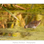 Marouette ponctuÃ©e (Porzana porzana - Spotted Crake) - Rare et difficile Ã  observer, la marouette ponctuÃ©e est ici observÃ©e Ã  dÃ©couvert, alors que cet oiseau trÃ¨s farouche se rÃ©fugie habituellement dans les roseaux Ã  la moindre alerte. Saison : Ã©tÃ© - Lieu : Marais du Crotoy, Le Crotoy, Baie de Somme, Somme, Picardie, France