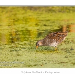 Marouette ponctuÃ©e (Porzana porzana - Spotted Crake) - Rare et difficile Ã  observer, la marouette ponctuÃ©e est ici observÃ©e Ã  dÃ©couvert, alors que cet oiseau trÃ¨s farouche se rÃ©fugie habituellement dans les roseaux Ã  la moindre alerte. Saison : Ã©tÃ© - Lieu : Marais du Crotoy, Le Crotoy, Baie de Somme, Somme, Picardie, France