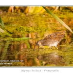 Marouette ponctuÃ©e (Porzana porzana - Spotted Crake) - Rare et difficile Ã  observer, la marouette ponctuÃ©e est ici observÃ©e Ã  dÃ©couvert, alors que cet oiseau trÃ¨s farouche se rÃ©fugie habituellement dans les roseaux Ã  la moindre alerte. Saison : Ã©tÃ© - Lieu : Marais du Crotoy, Le Crotoy, Baie de Somme, Somme, Picardie, France