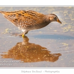 Marouette ponctuÃ©e (Porzana porzana - Spotted Crake) - Rare et difficile Ã  observer, la marouette ponctuÃ©e est ici observÃ©e Ã  dÃ©couvert, alors que cet oiseau trÃ¨s farouche se rÃ©fugie habituellement dans les roseaux Ã  la moindre alerte. Saison : Ã©tÃ© - Lieu : Marais du Crotoy, Le Crotoy, Baie de Somme, Somme, Picardie, France