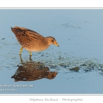 Marouette ponctuÃ©e (Porzana porzana - Spotted Crake) - Rare et difficile Ã  observer, la marouette ponctuÃ©e est ici observÃ©e Ã  dÃ©couvert, alors que cet oiseau trÃ¨s farouche se rÃ©fugie habituellement dans les roseaux Ã  la moindre alerte. Saison : Ã©tÃ© - Lieu : Marais du Crotoy, Le Crotoy, Baie de Somme, Somme, Picardie, France