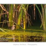 Marouette ponctuÃ©e (Porzana porzana - Spotted Crake) - Rare et difficile Ã  observer, la marouette ponctuÃ©e est ici observÃ©e Ã  dÃ©couvert, alors que cet oiseau trÃ¨s farouche se rÃ©fugie habituellement dans les roseaux Ã  la moindre alerte. Saison : Ã©tÃ© - Lieu : Marais du Crotoy, Le Crotoy, Baie de Somme, Somme, Picardie, France