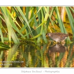 Marouette ponctuÃ©e (Porzana porzana - Spotted Crake) - Rare et difficile Ã  observer, la marouette ponctuÃ©e est ici observÃ©e Ã  dÃ©couvert, alors que cet oiseau trÃ¨s farouche se rÃ©fugie habituellement dans les roseaux Ã  la moindre alerte. Saison : Ã©tÃ© - Lieu : Marais du Crotoy, Le Crotoy, Baie de Somme, Somme, Picardie, France